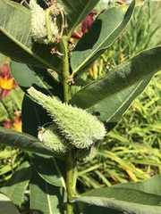 Asclepias syriaca