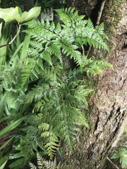 Davallia fejeensis