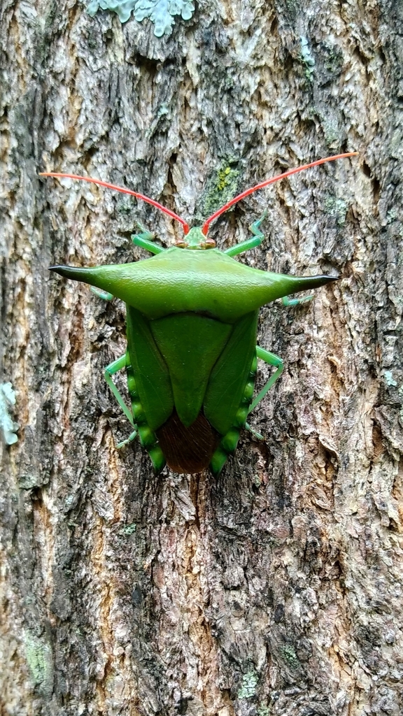 Notochlora guyanensis