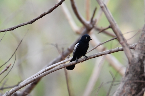 iNaturalist image