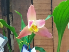 Maxillariinae