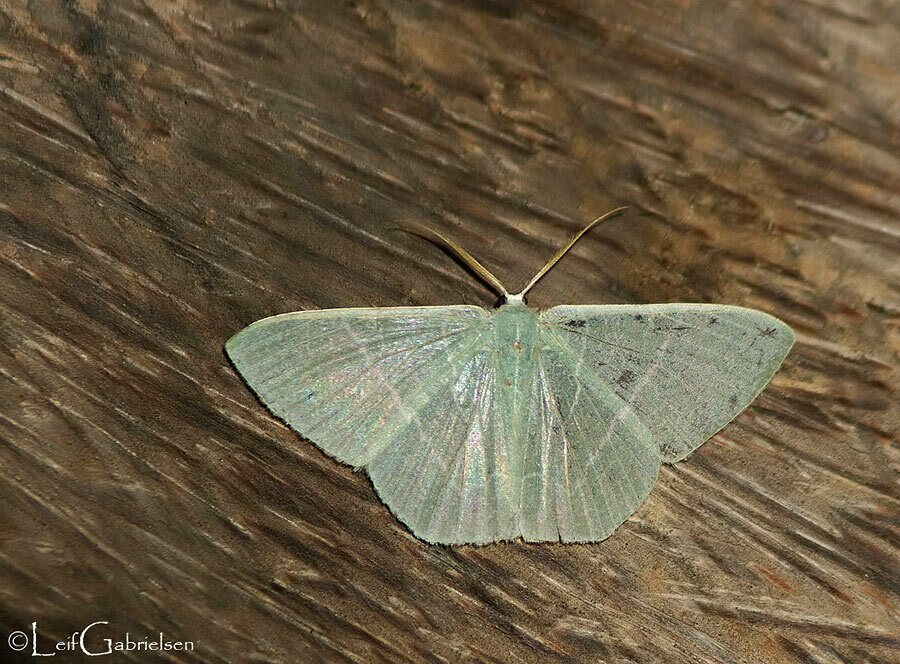 Thalassodes yazakii