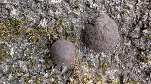Daldinia childiae