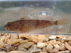 Cottus tallapoosae