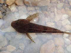 Cottus tallapoosae