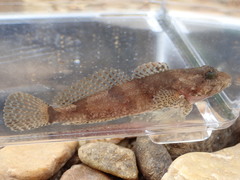 Cottus tallapoosae