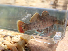 Etheostoma chuckwachatte