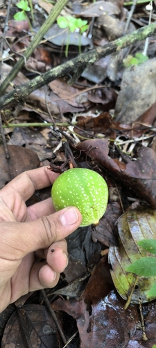 Image of Passiflora vitifolia by (c) Miguel José Lengua Hernández, some rights reserved (CC BY)
