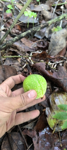 Image of Passiflora vitifolia by (c) Miguel José Lengua Hernández, some rights reserved (CC BY)