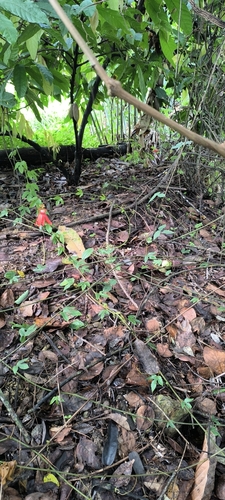 Image of Passiflora vitifolia by (c) Miguel José Lengua Hernández, some rights reserved (CC BY)