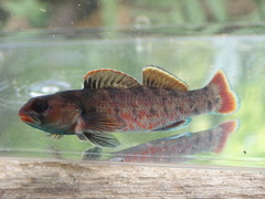 Etheostoma chuckwachatte