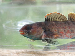 Etheostoma chuckwachatte