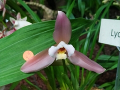 Lycaste
