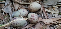 Porphyrio melanotus