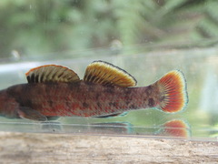 Etheostoma chuckwachatte