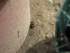 Ancistrocerus waldenii