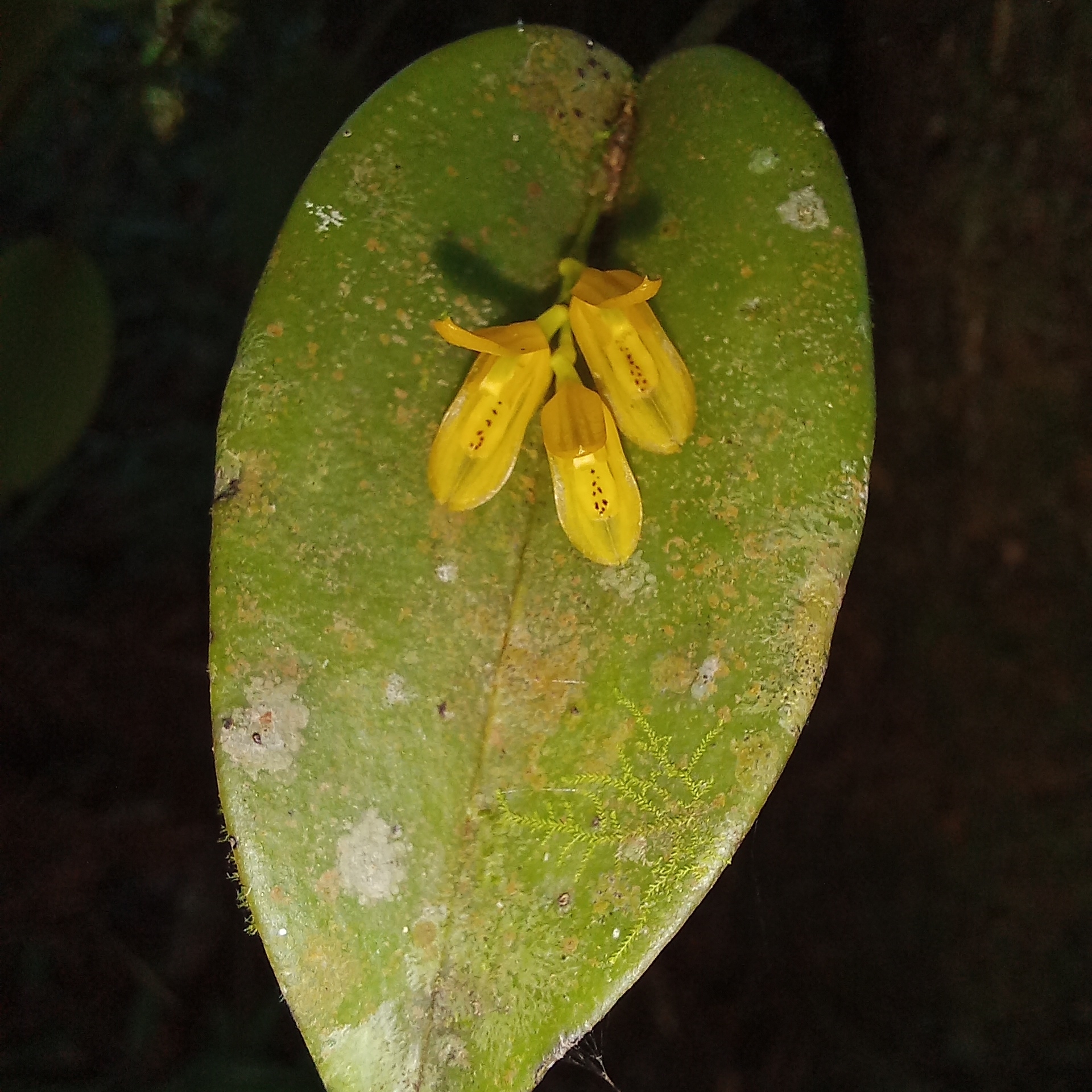 Acianthera luteola