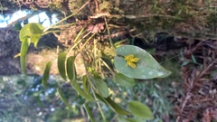 Acianthera luteola, photograph (c) Patrícia Mees, some rights reserved (CC BY)