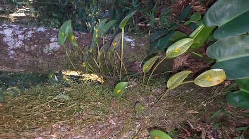 Acianthera luteola, photograph 2