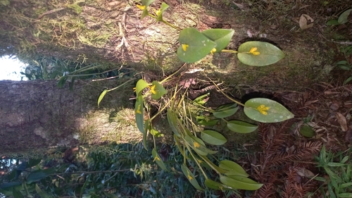 Acianthera luteola, photograph 3