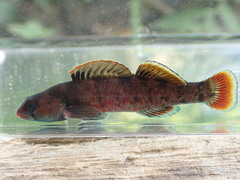 Etheostoma chuckwachatte