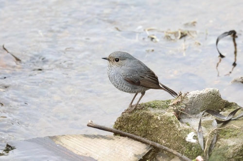 Plumbeous Water Redstart