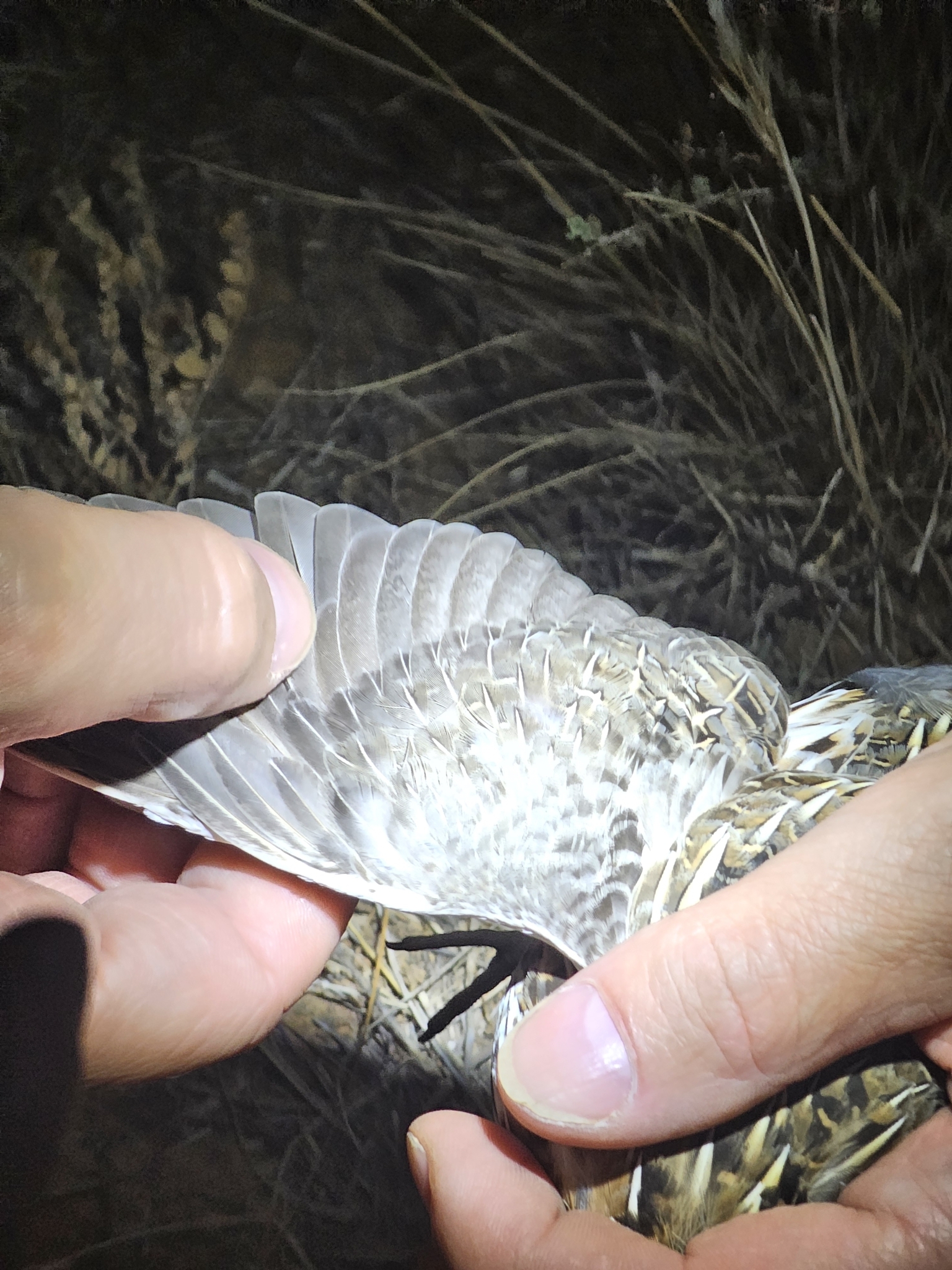 Stubble Quail (Coturnix pectoralis), photo 5