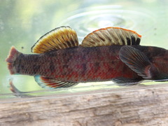 Etheostoma chuckwachatte