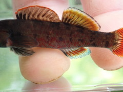 Etheostoma chuckwachatte