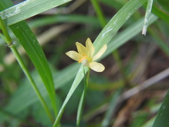 Sisyrinchium longipes