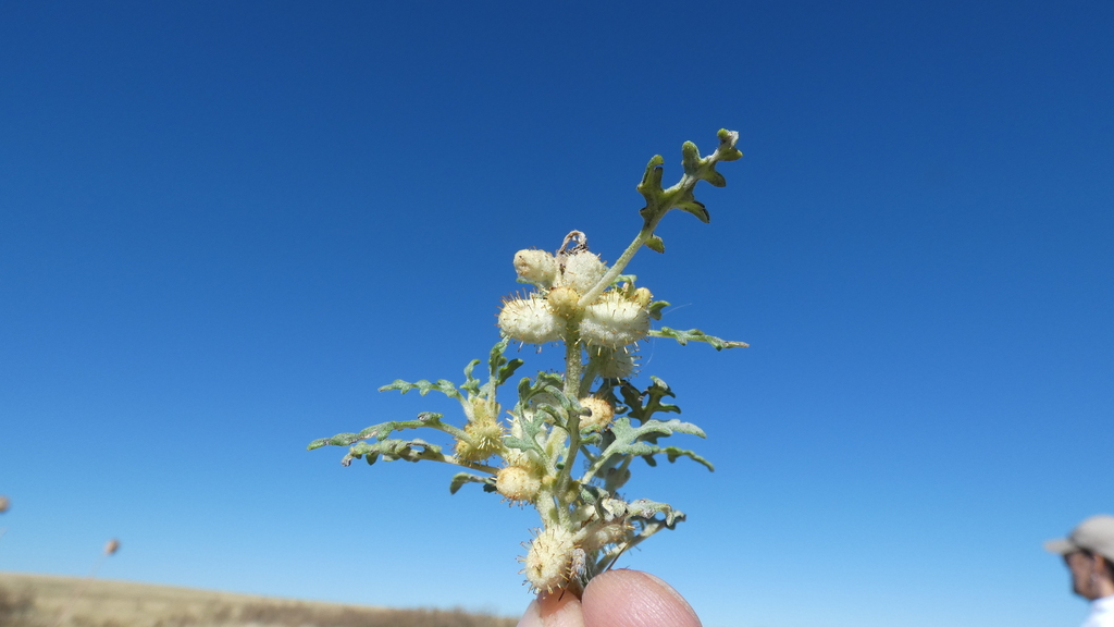 Xanthium ambrosioides