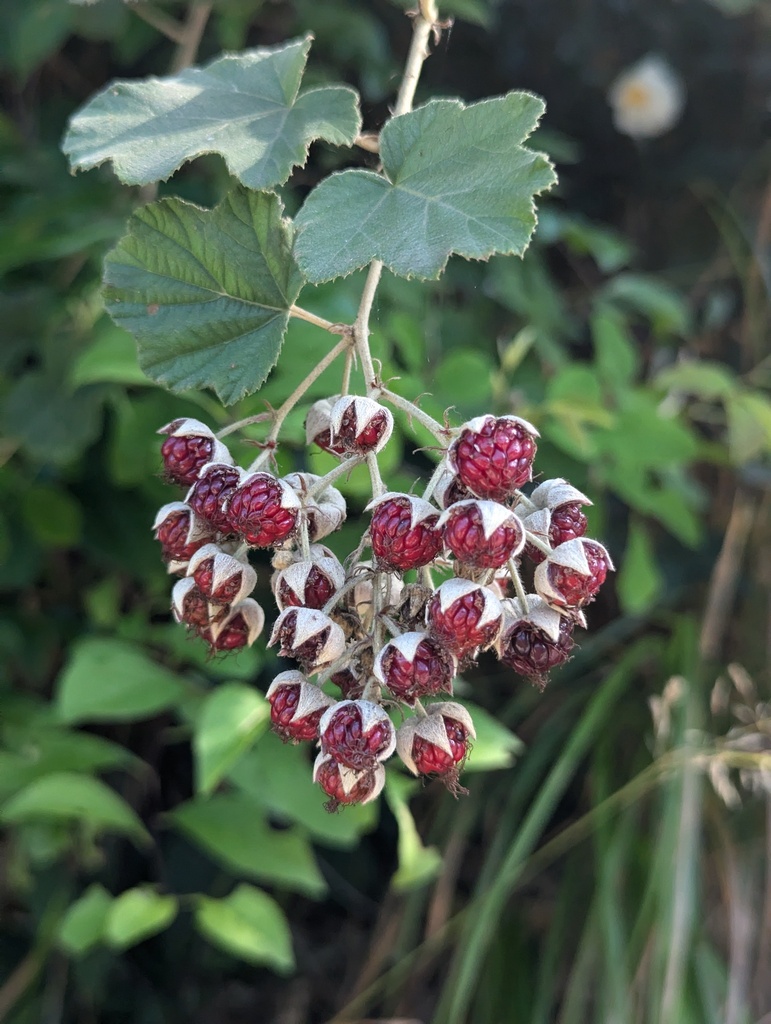 Rubus tephrodes