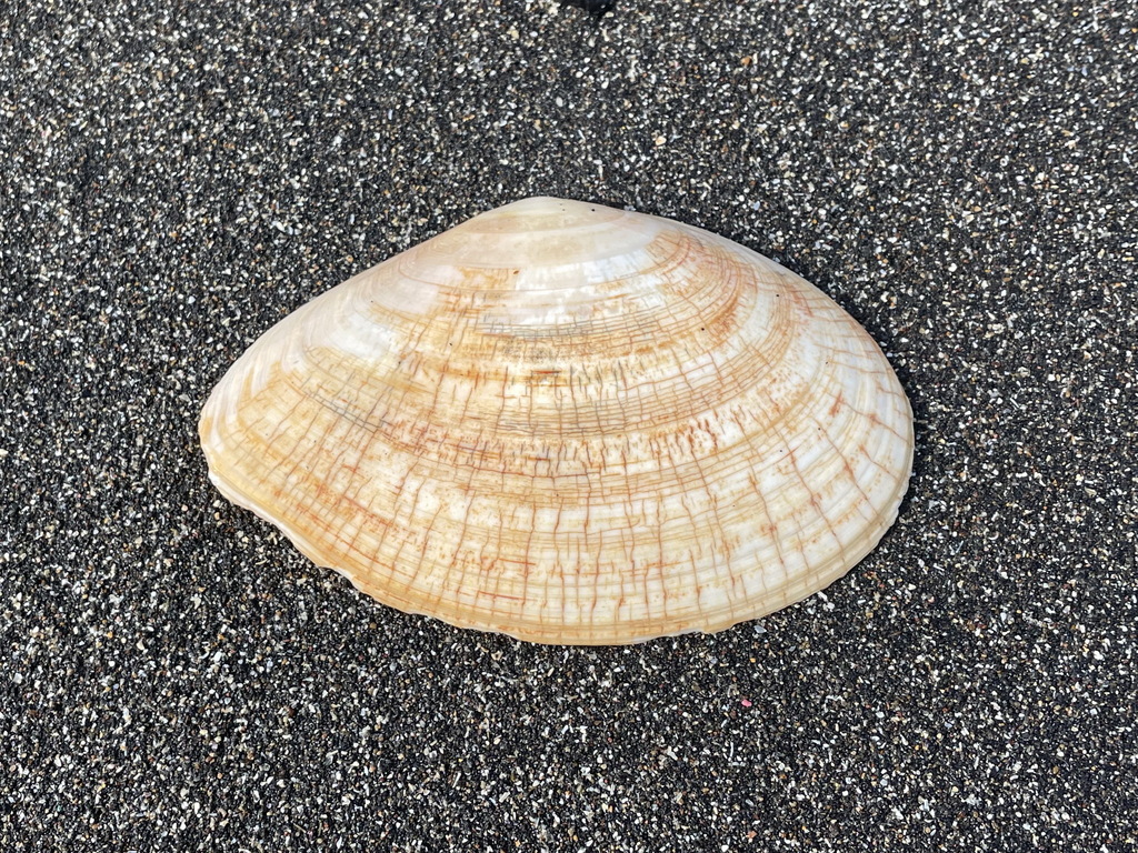 Veined Tellin