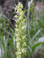 Platanthera limosa