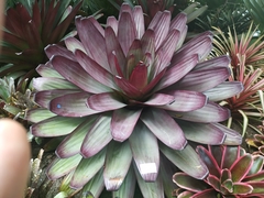 Alcantarea imperialis