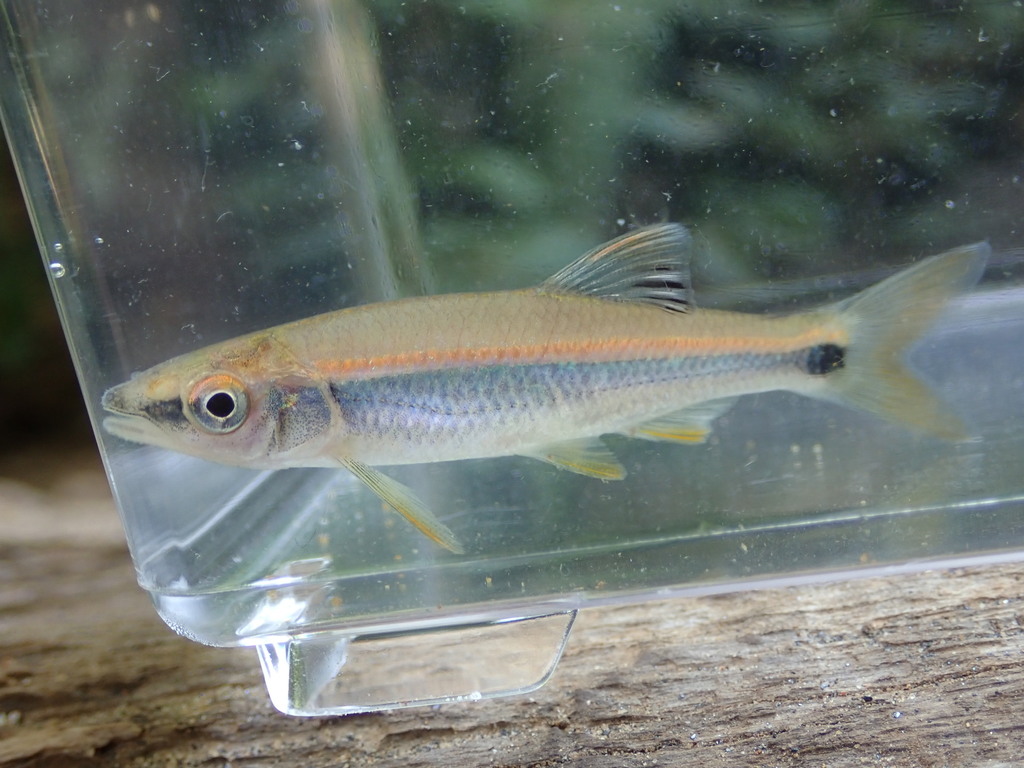 Tallapoosa Shiner