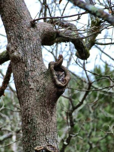 Eastern Screech-Owl photographed in Arkansas