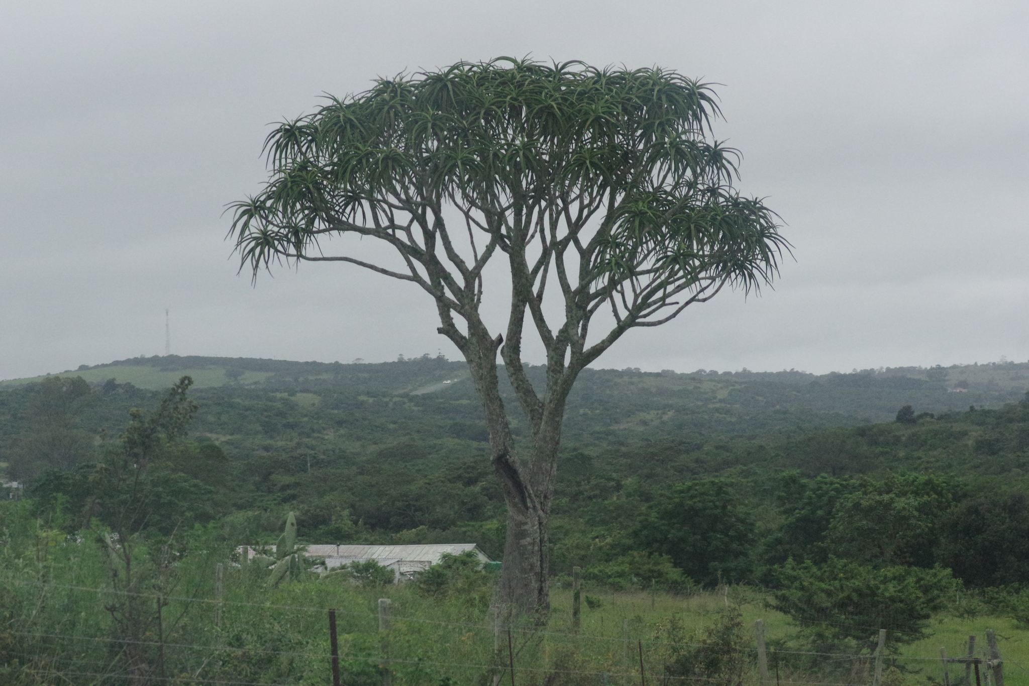 Imagem de Árvore-de-babosa
