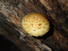 Pholiota adiposa