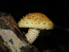 Pholiota adiposa