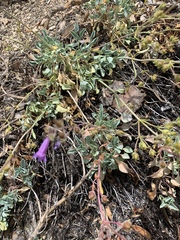 Penstemon caesius