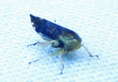 Acinopterus acuminatus