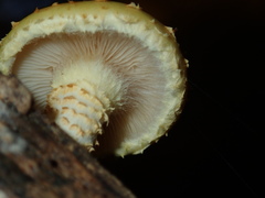 Pholiota adiposa