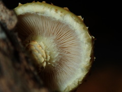 Pholiota adiposa