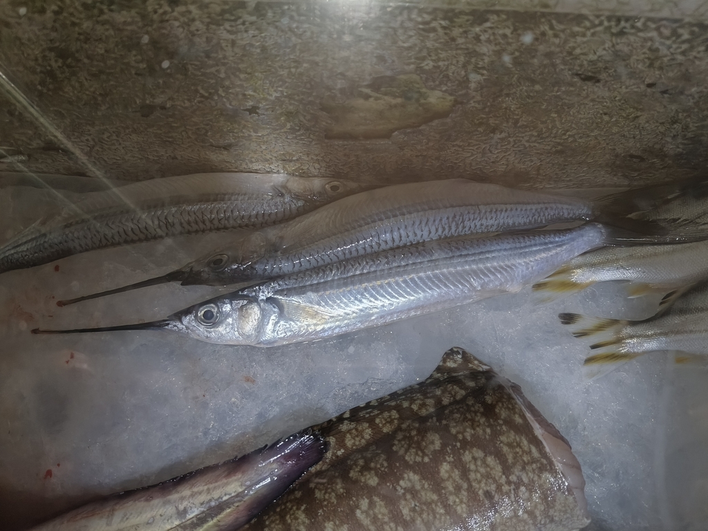 Jumping Halfbeak