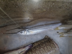 Jumping Halfbeak photo 1