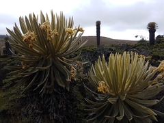 Espeletia hartwegiana