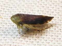 Acinopterus acuminatus
