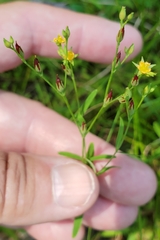 Hypericum canadense