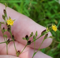 Hypericum canadense